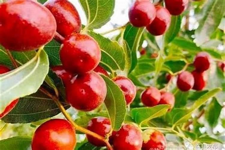 梦见红枣树上结满红枣代表什么？