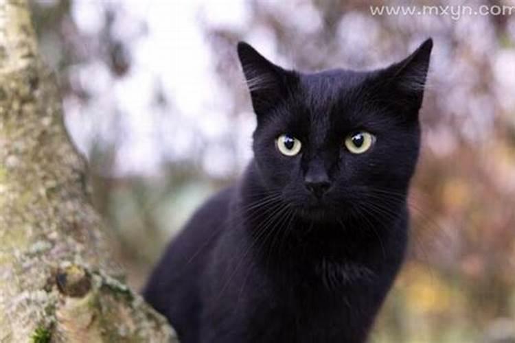 梦见黑猫是什么兆头？