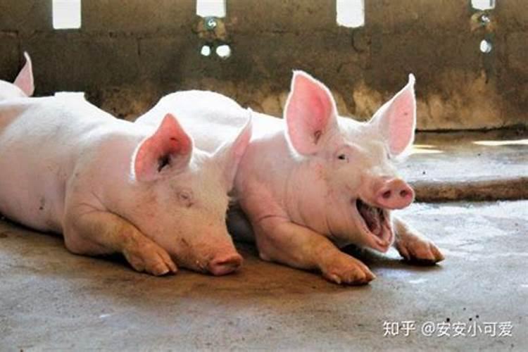 九月初九出生的猪仔好吗？