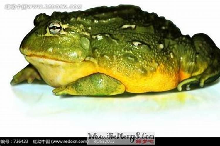 做梦梦到癞蛤蟆是什么意思？