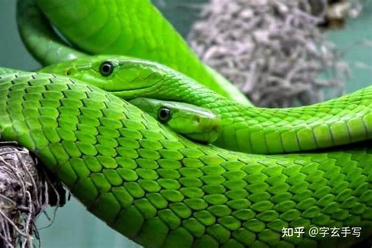 梦见蛇是什么预兆呢周公解梦？