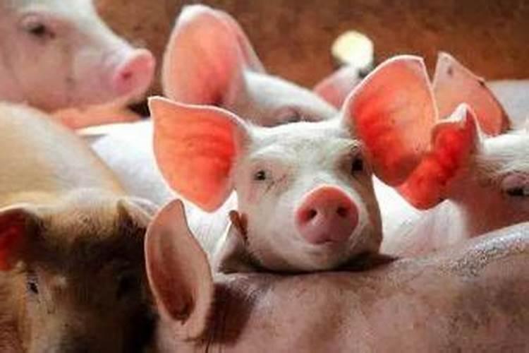 1983年人2026年运势及运程