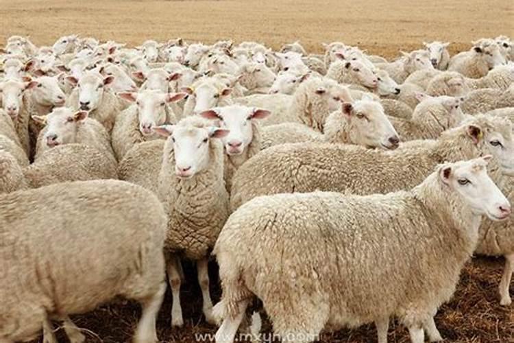 孕妇梦见羊是什么意思？