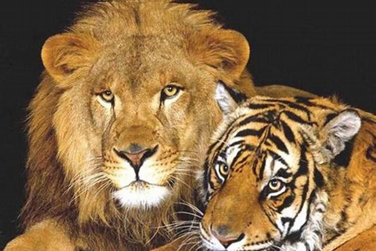 梦到狮子老虎什么预兆？