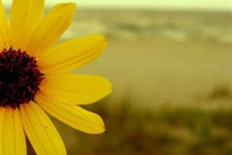 梦见穿红裤子被牛追