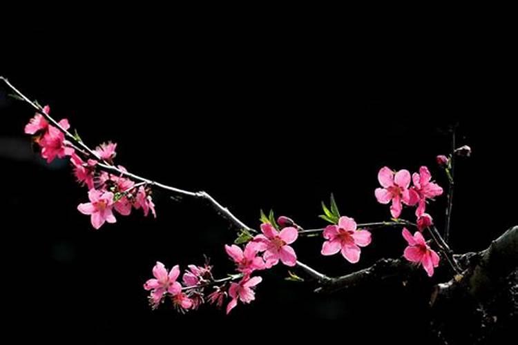 八字命理中的沐浴地是桃花星吗？