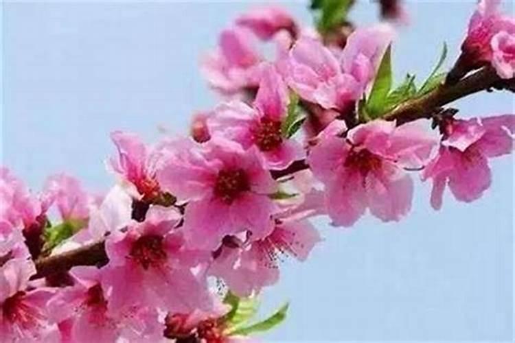 桃花运怎么变旺？