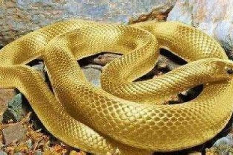 梦到大蟒吃人是啥意思？