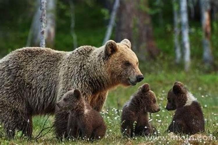 梦见狗熊是什么预兆？