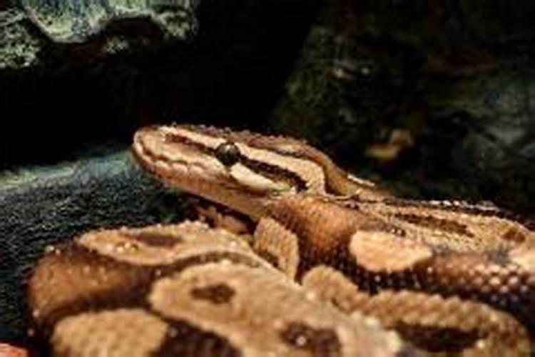 梦见蟒蛇进家什么预兆周公解梦？