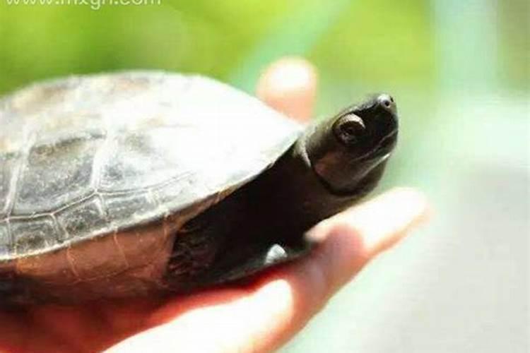 离婚女人梦见大乌龟