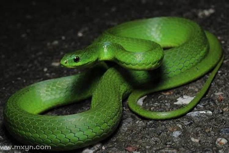 梦见蛇追着自己跑是什么征兆？