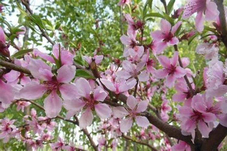 女人犯桃花煞怎么破？