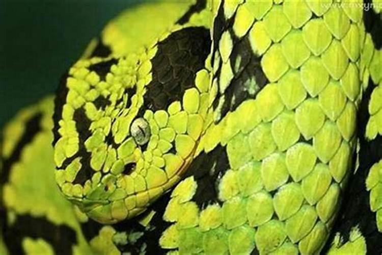 梦见蟒蛇攻击我征兆解梦