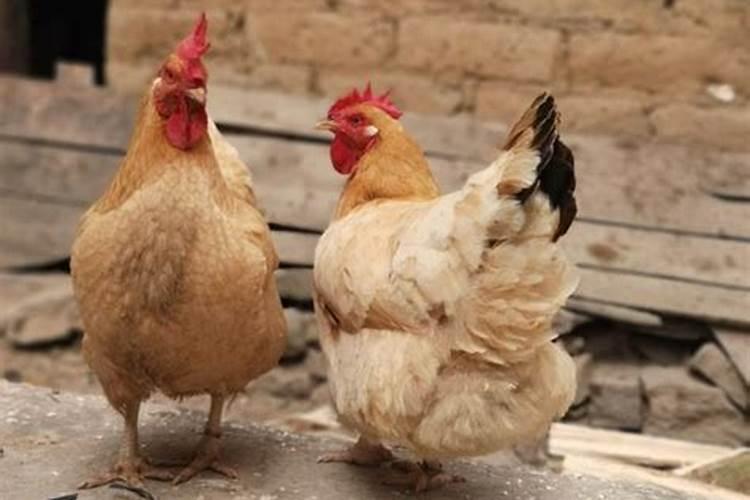 属狗和属鸡结婚运势如何？