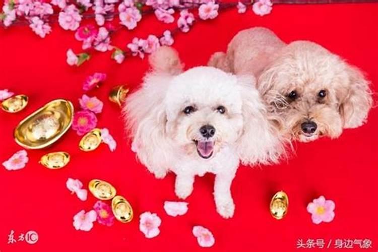 属狗和属兔的人合婚吗？