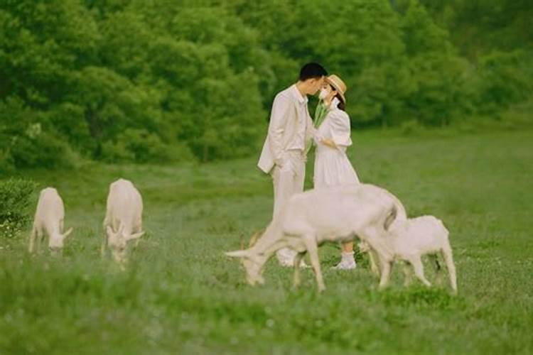 属羊2oo3的人一生运程