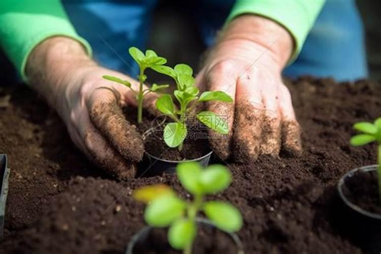 太岁的人工栽培技术