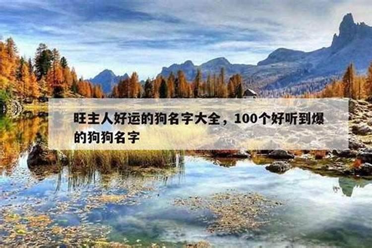 100个旺主人的宠物名