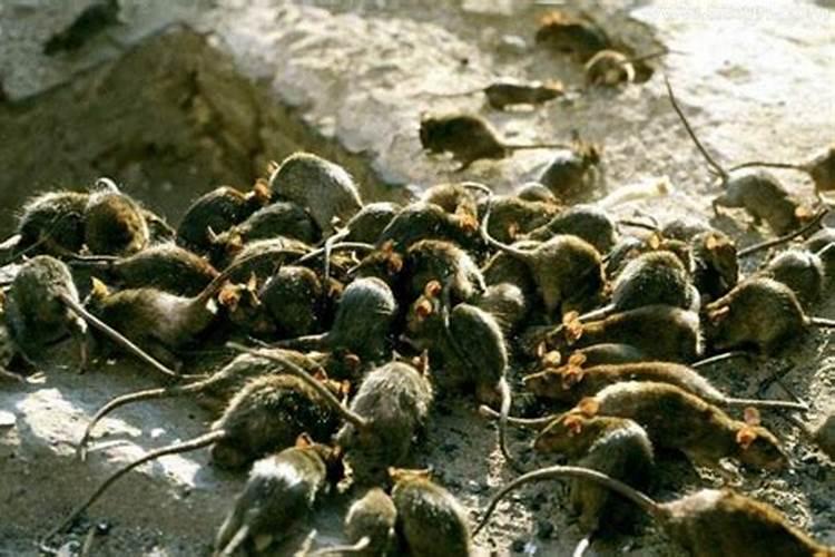 梦见好多老鼠在家里跑？