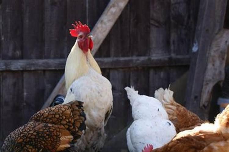 1969年出生的人事业运势运程