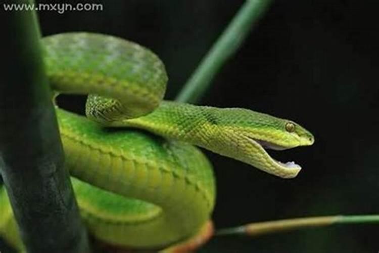 梦见几条蛇咬自己是什么预兆？