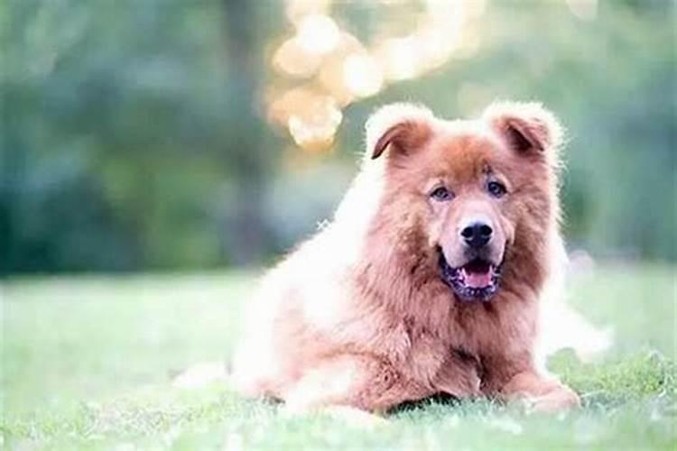 梦见死了狗是什么预兆？