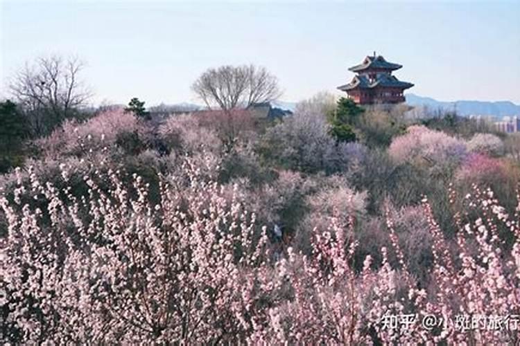 正月初五去哪里看桃花？