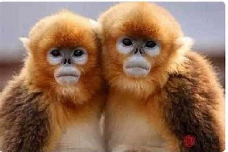 鸡猴的属相合婚吗？