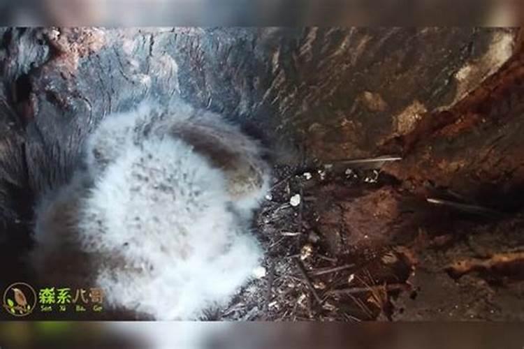 在树洞里发现一个太岁