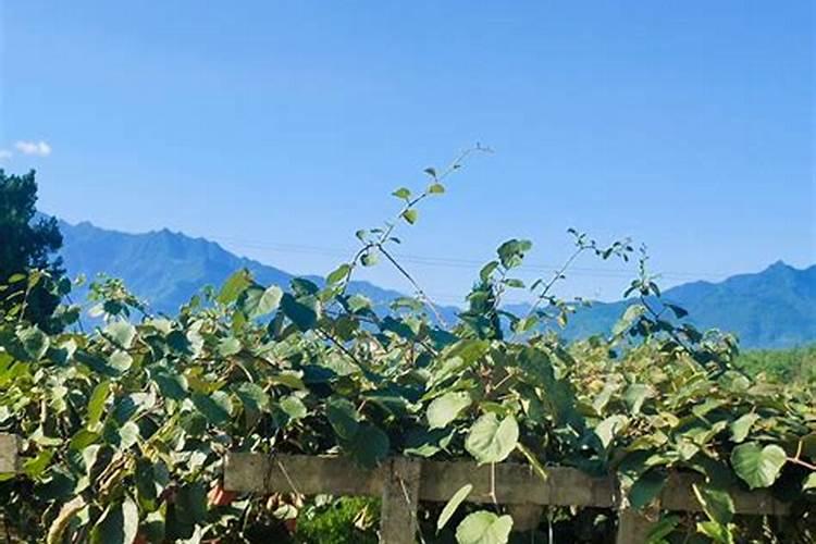 1991年属羊在2026年的运势