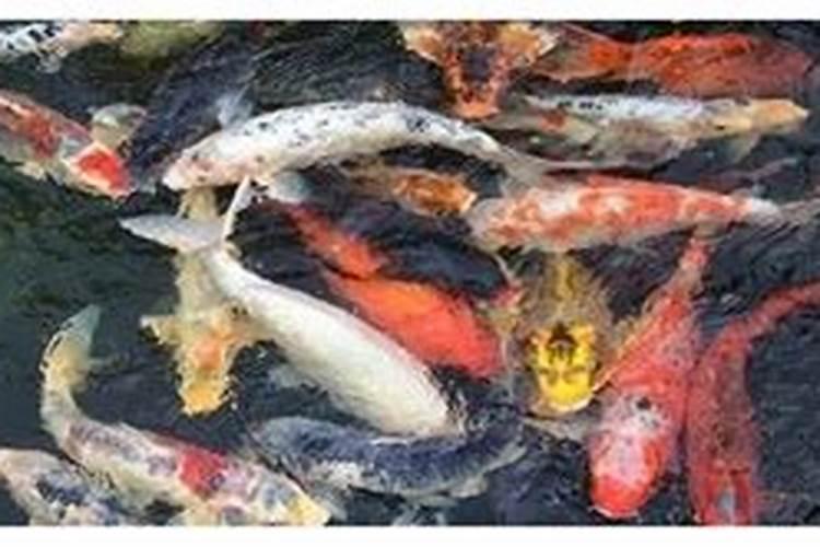 梦见密密麻麻好多鱼？