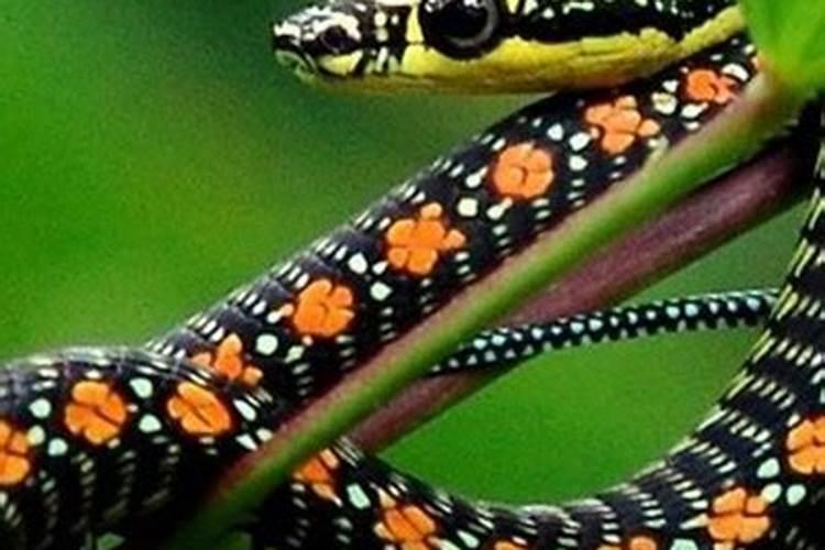 梦见蛇是什么预兆是不是怀孕了？