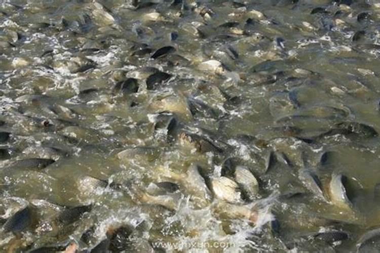 梦到好多水什么意思？