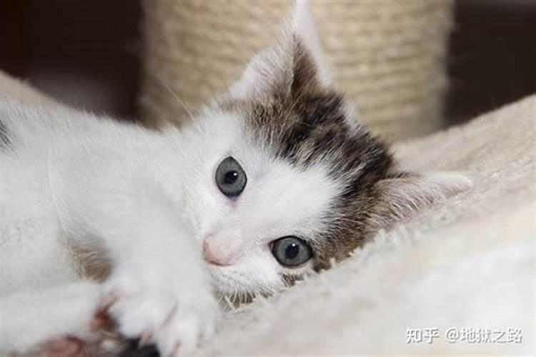 什么属相能养猫？