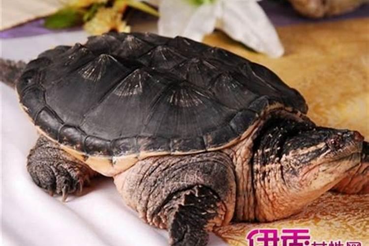 出马仙梦见乌龟什么意思？