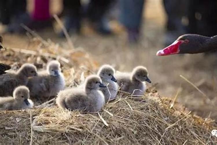 冬至出生的天鹅