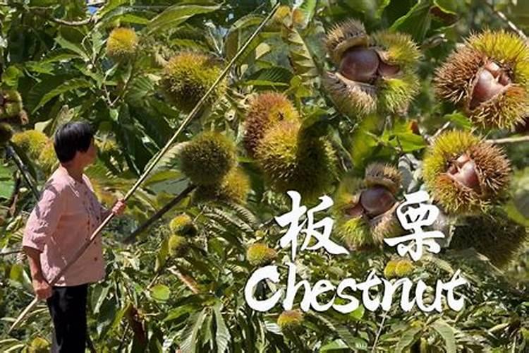 中秋节哪里吃板栗？