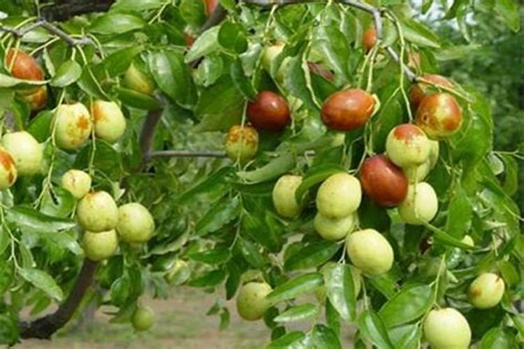 梦见拐枣树是什么意思啊？