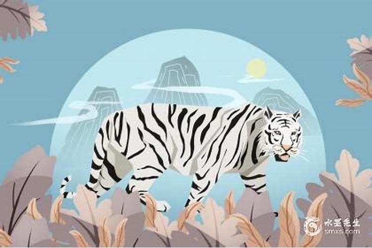 属虎今年犯太岁吗怎么破解？