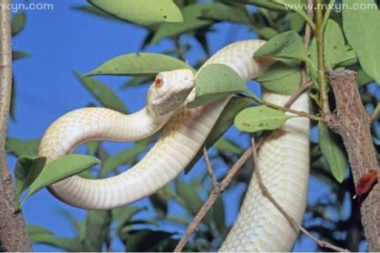 老年妇女梦见蛇什么预兆？