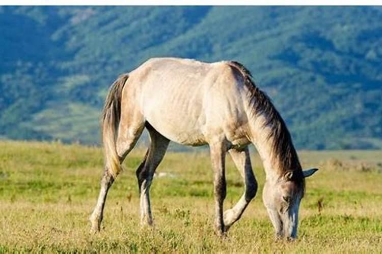 男方女方都属马合婚吗？