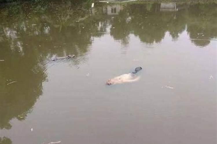 梦见水渠里流着满满的水