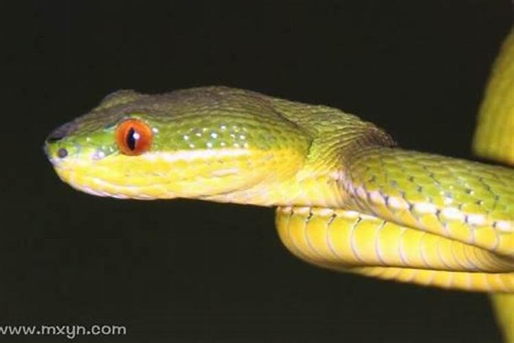 怀孕女人梦见蛇是什么预兆？