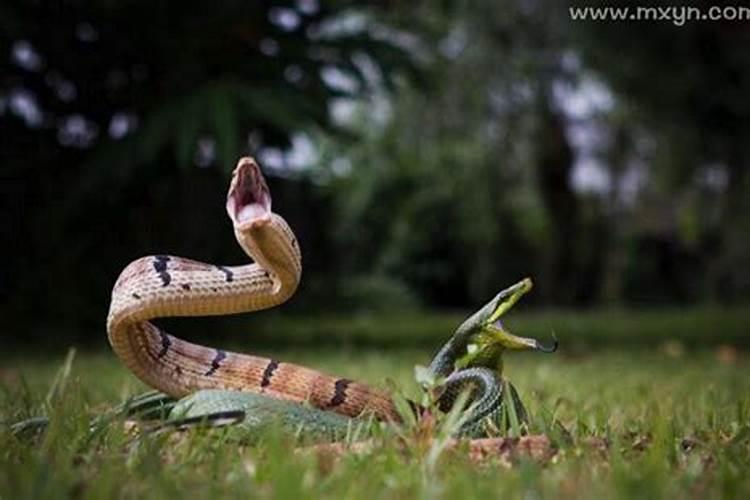 做梦梦到两条蛇是什么意思？