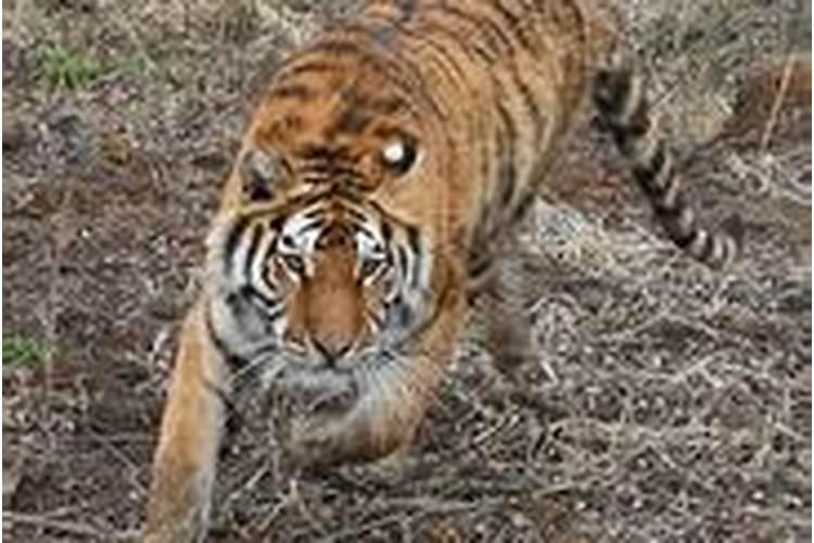 81鸡和86虎合婚吗？