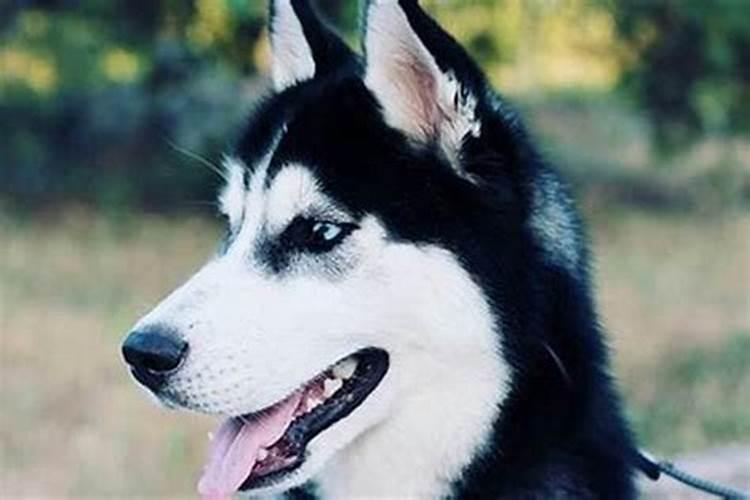 梦见的狗是什么意思？