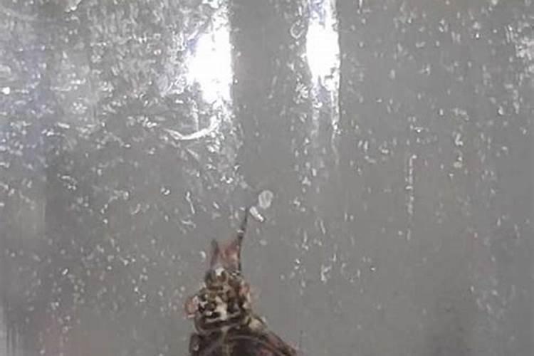 梦见特别多的黑色飞虫？