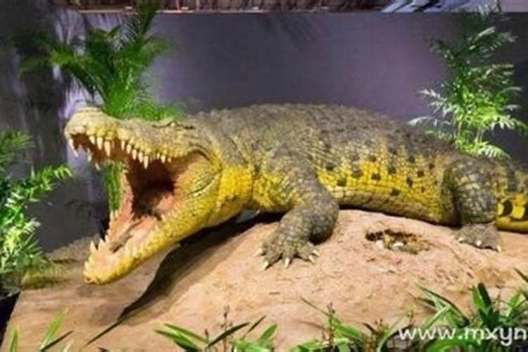 梦到大鳄鱼是什么意思？