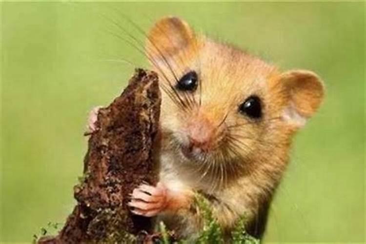 梦见老鼠是什么预兆？